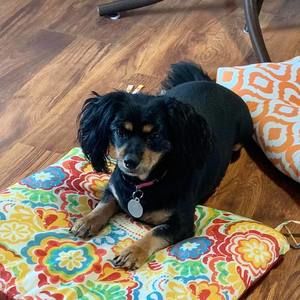 Meet your Posher, Cindy